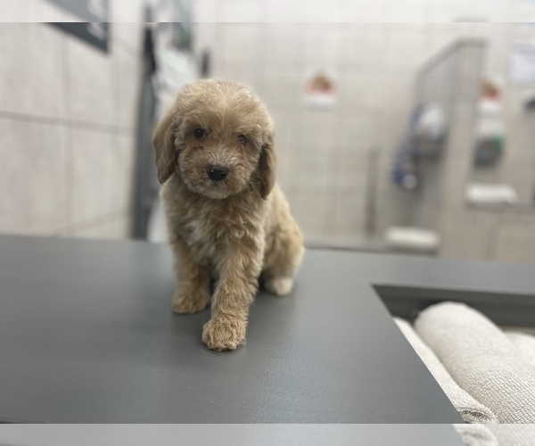 Medium Photo #11 Goldendoodle (Miniature) Puppy For Sale in DETROIT, MI, USA