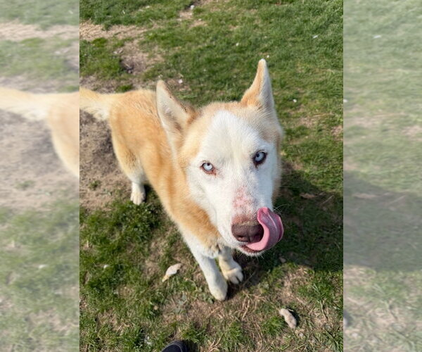 Medium Photo #2 Siberian Husky-Unknown Mix Puppy For Sale in Pierceton , IN, USA