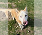 Small #1 Siberian Husky Mix