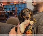 Small #4 Dachshund