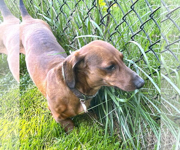 Medium Photo #6 Dachshund Puppy For Sale in Shelbyville, TN, USA
