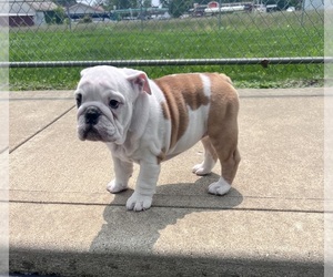 Bulldog Puppy for sale in UTICA, OH, USA