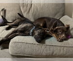 Small #13 Australian Shepherd Mix
