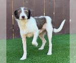 Small #9 Border Collie Mix
