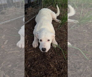 Anatolian Shepherd-Unknown Mix Dogs for adoption in Roaring River, NC, USA