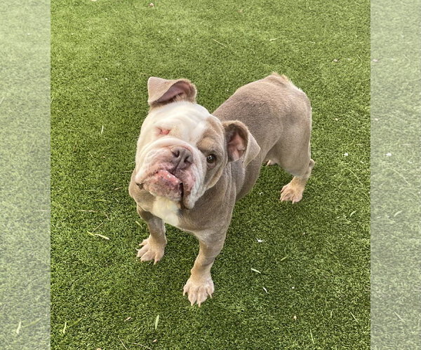 Medium Photo #1 Bulldog Puppy For Sale in Mission Viejo, CA, USA