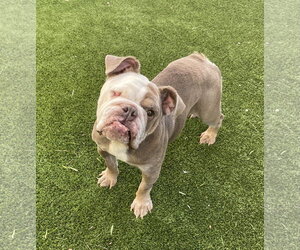 Bulldog Dogs for adoption in Mission Viejo, CA, USA
