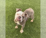 Cheeseburger - Female Bulldog Dog for Adoption - Small photo