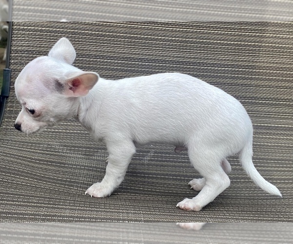 Medium Photo #14 Chihuahua Puppy For Sale in LEBANON, NJ, USA
