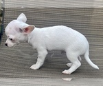 Small Photo #14 Chihuahua Puppy For Sale in LEBANON, NJ, USA