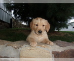 Small Photo #9 Golden Retriever Puppy For Sale in SUGARCREEK, OH, USA