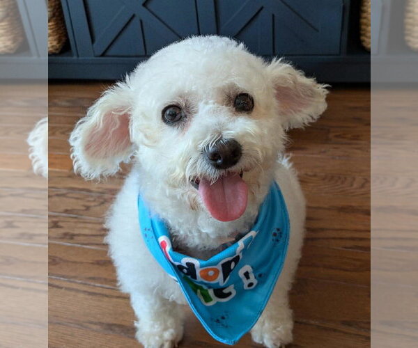 Medium Photo #1 Bichon Frise Puppy For Sale in Matawan, NJ, USA