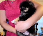 Small #4 Pomeranian