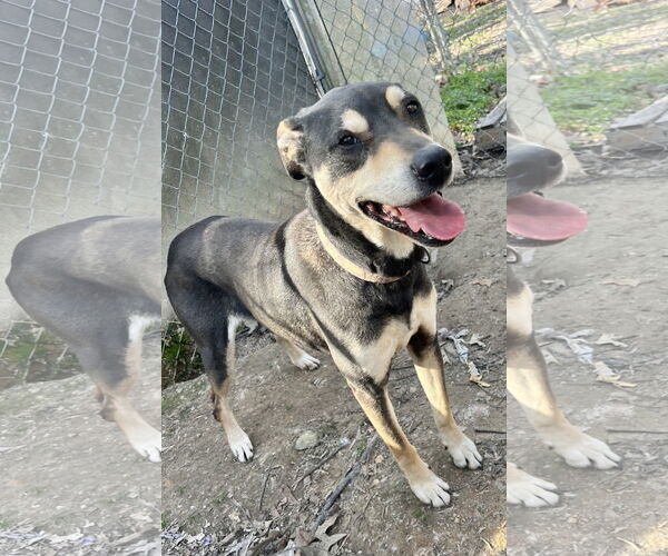Medium Photo #4 Rottweiler-Unknown Mix Puppy For Sale in Munford, TN, USA
