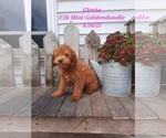 Puppy 4 Goldendoodle (Miniature)