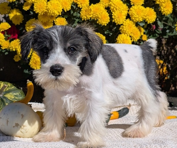 Medium Photo #44 Schnauzer (Miniature) Puppy For Sale in GOSHEN, IN, USA