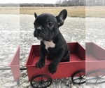 Small Photo #3 French Bulldog Puppy For Sale in GOSHEN, IN, USA