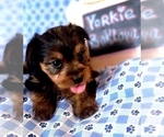 Small Photo #25 Yorkshire Terrier Puppy For Sale in AKRON, OH, USA