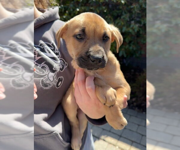 Medium Photo #14 Labrottie Puppy For Sale in Brewster, NY, USA