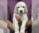 Puppy Murphy Poodle (Standard)