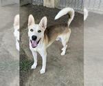 BUDDY - Male Siberian Husky-Unknown Mix Dog for Adoption - Small photo