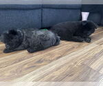 Small #5 Chow Chow