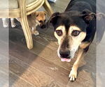 Small #5 Mutt