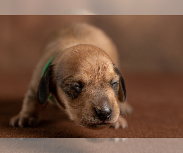 Medium Photo #11 Dachshund Puppy For Sale in CROWLEY, TX, USA