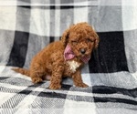 Small #1 Goldendoodle (Miniature)