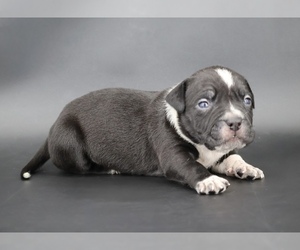 American Bully Puppy for sale in CHAMPAIGN, IL, USA