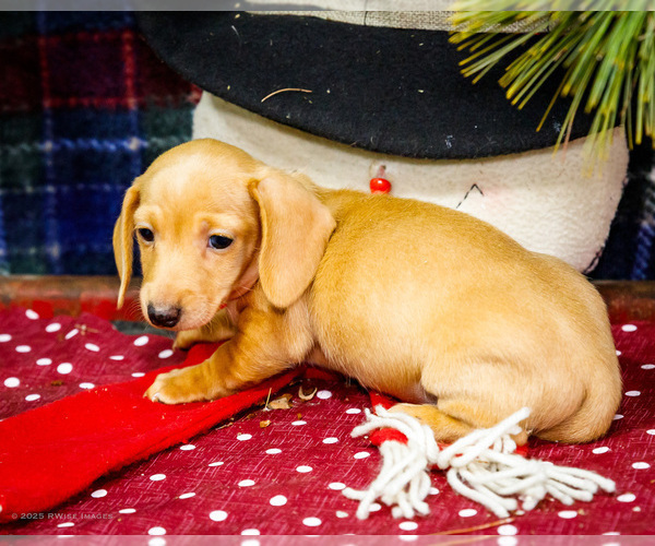 Medium Photo #9 Dachshund Puppy For Sale in WAKARUSA, IN, USA