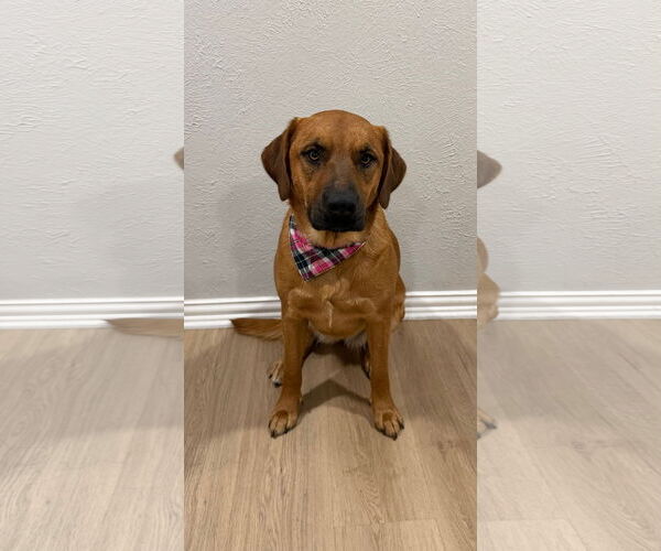 Medium Photo #3 Golden Labrador Puppy For Sale in Euless, TX, USA