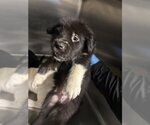 A663583 - Male Labrador Retriever Dog for Adoption - Small photo