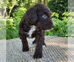 Small #4 F2 Aussiedoodle