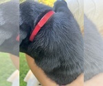 Small #7 Labrador Retriever