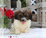 Small #1 Bichpoo