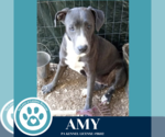Small #3 American Pit Bull Terrier-Labrador Retriever Mix
