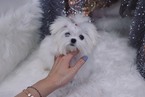 Small Photo #5 Maltese Puppy For Sale in LAS VEGAS, NV, USA