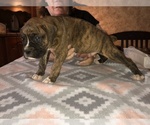 Small Photo #6 Boxer Puppy For Sale in BISMARCK, AR, USA