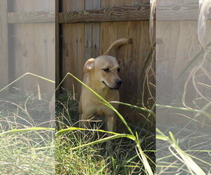 Labrador Retriever-Unknown Mix Dogs for adoption in Jackson, MS, USA