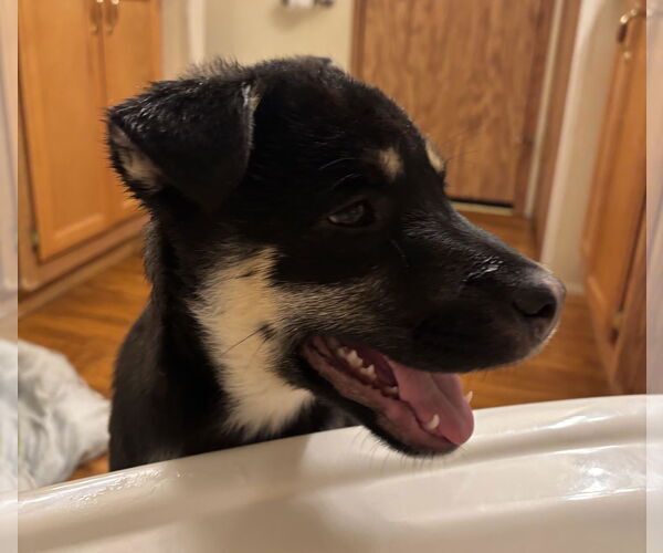 Medium Photo #10 Shepradors Puppy For Sale in Princeton, MN, USA
