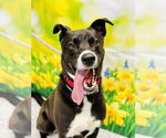 Small #2 Border Collie Mix