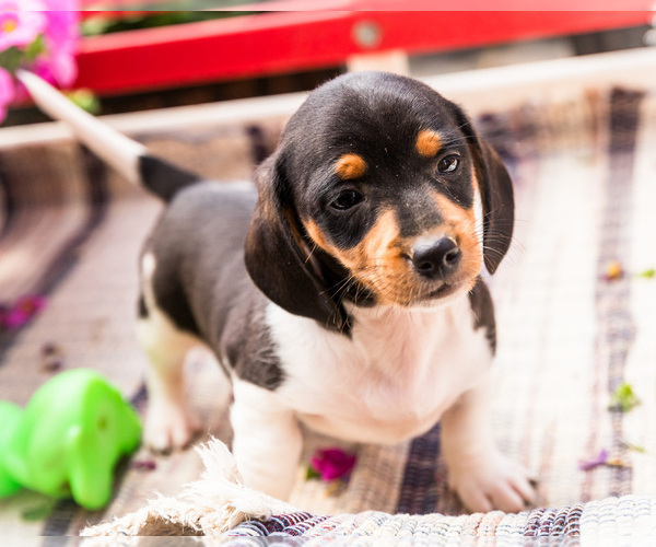 Medium Photo #6 Dachshund Puppy For Sale in WAKARUSA, IN, USA