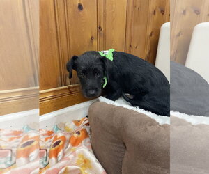 Mutt Dogs for adoption in Raleigh, NC, USA