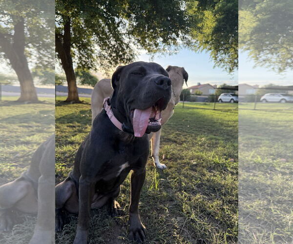 Medium Photo #5 Mutt Puppy For Sale in Goodyear, AZ, USA