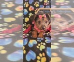 Small Photo #3 Yorkshire Terrier Puppy For Sale in AKRON, OH, USA