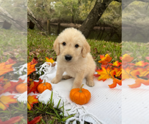 Labradoodle Puppy for sale in BLOOMINGDALE, GA, USA