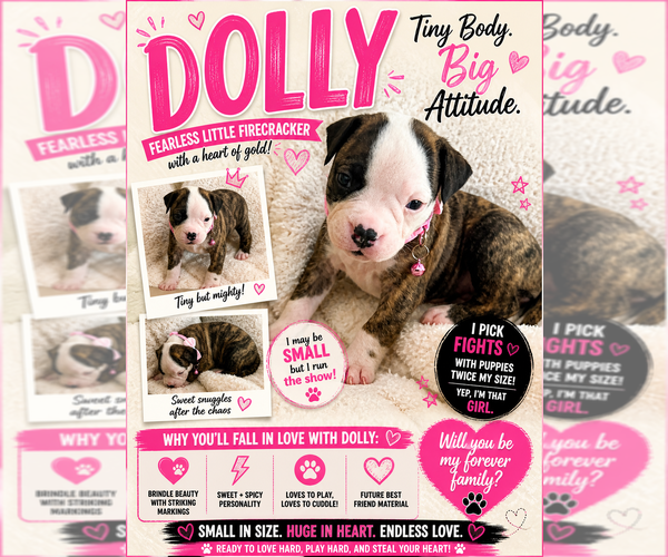 Medium Photo #1 American Bulldog Puppy For Sale in MCDONOUGH, GA, USA