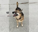 Small #3 German Shepherd Dog