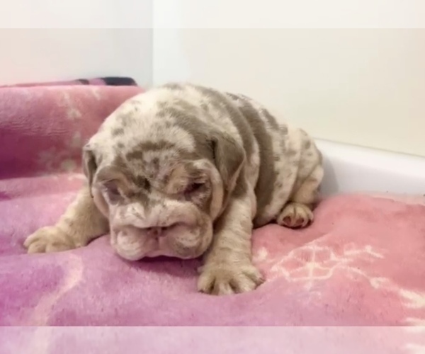 Medium Photo #10 English Bulldog Puppy For Sale in SEATTLE, WA, USA